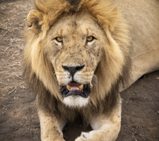 screenshot 2025-12-31 alle 19